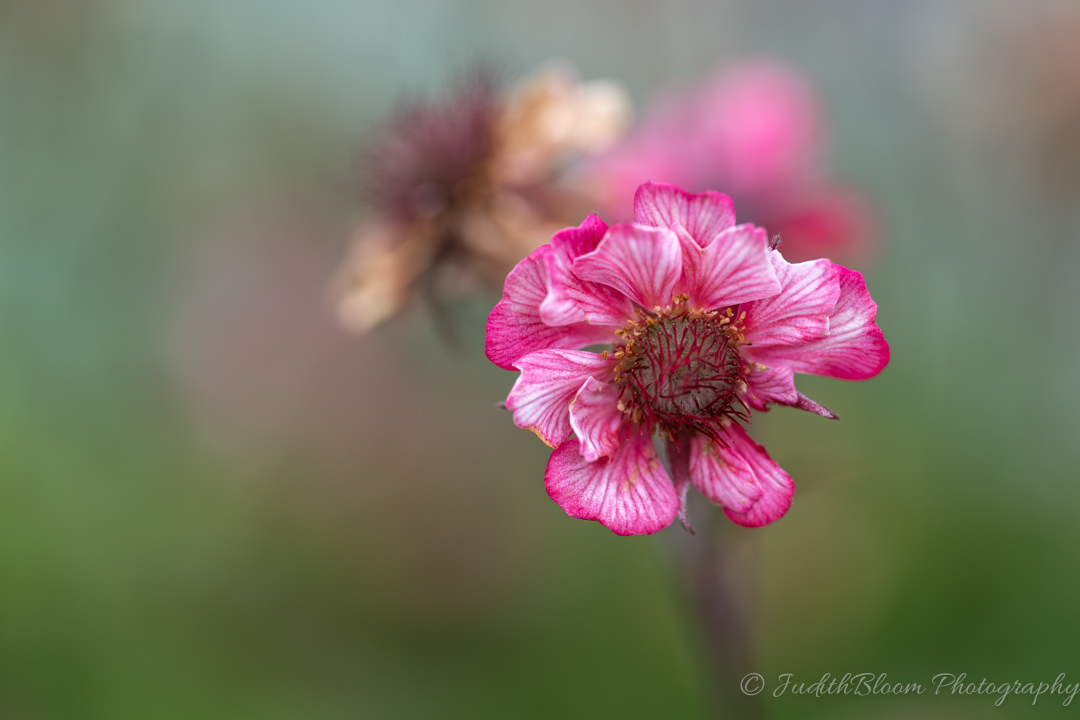 Pink Serenade — delicate pink flower in soft natural light